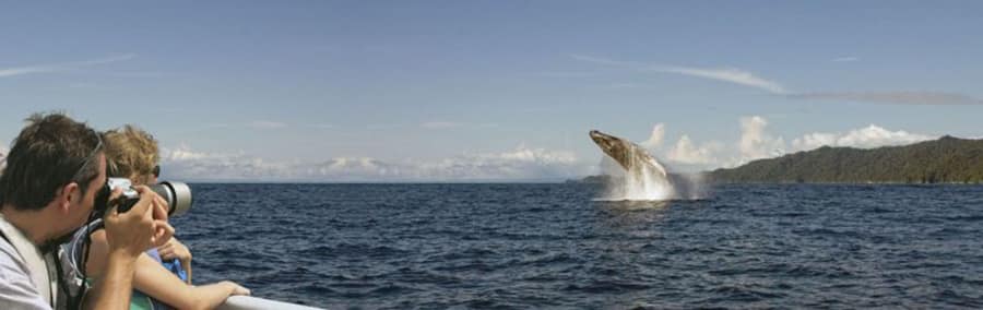Observation des baleines à Bahía Solano