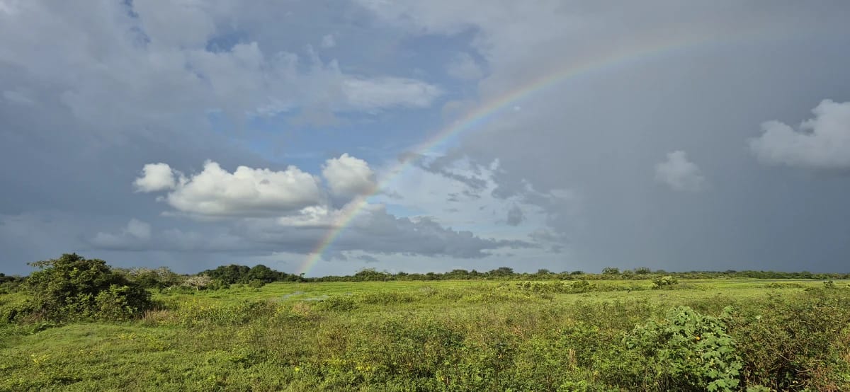 Llanos Orientales Savanne mit weitem Grasland in der Orinoko-Region Kolumbiens