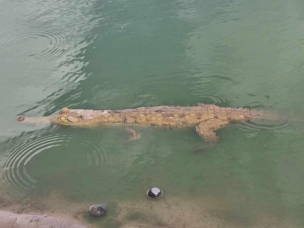 Orinoco crocodile swimming in a laker in Colombia’s Orinoco Region