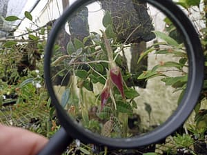 Amazing orchid experience at Alma del Bosque