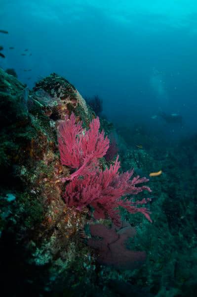 Fan coral Gorgona island national park colombian pacific
