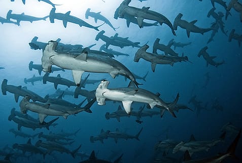 Tauchen mit Hammerhaien in Malpelo