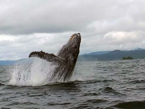 Humpback whales Bahia Solano Choco Colombia Humpback whales Bahia Solano Choco Colombia