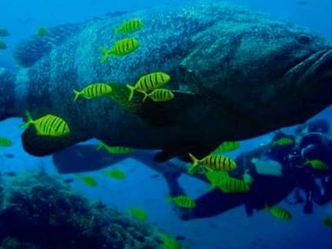 Tropical Grouper Gorgona island Tropical Grouper Gorgona island
