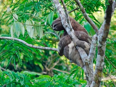 Sloth Bear Colombian Amazon Region Sloth Bear Colombian Amazon Region
