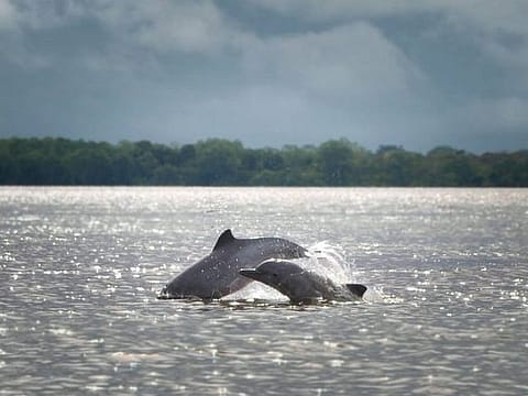 dolphines at the tarapota lake dolphines at the tarapota lake colombian amazon region