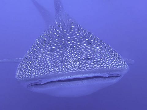 Encounter with big Whale shark underwater Encounter with big Whale shark underwater