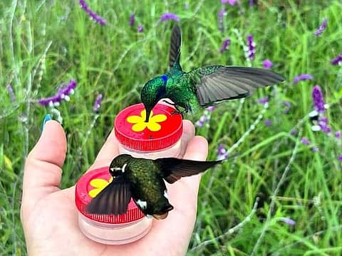 Best hummingbird place in Colombia Best hummingbird place in Colombia
