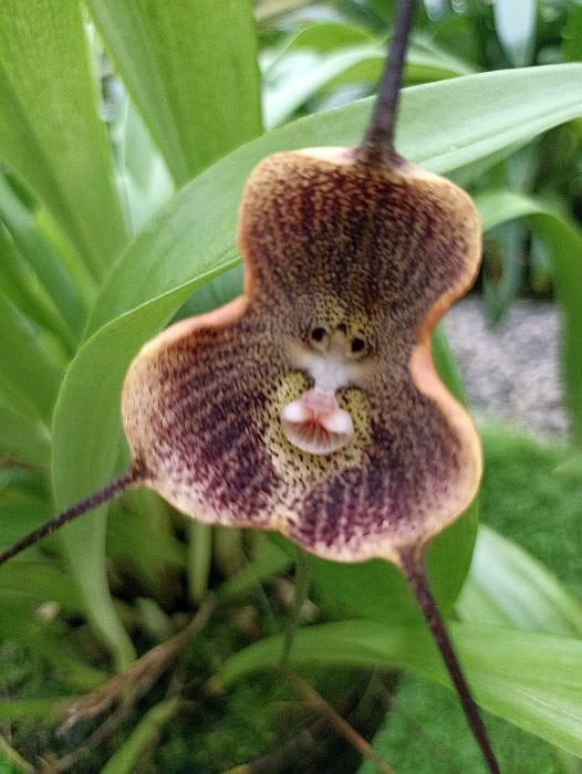 Rare Orchid species in Colombia