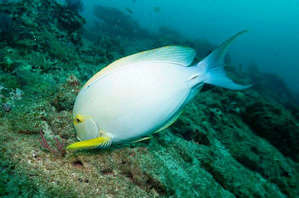 Scuba diving packages Gorgona island Colombia