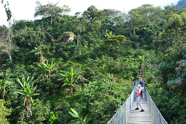 Flower Trail Tamesis Antioquia