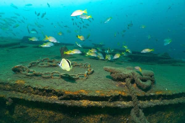 El planchon dive site Gorgona island national park