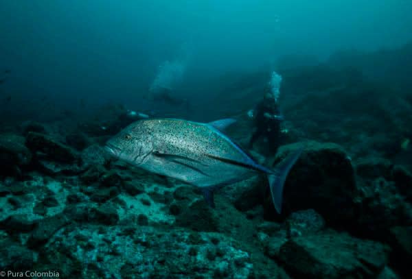 Blue fin trevally Gorgona island Colombia
