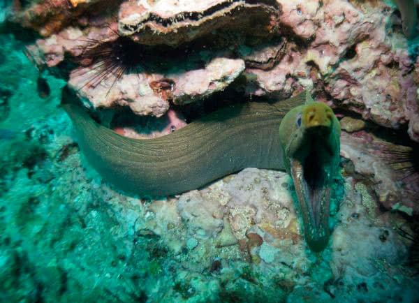 Muray eal in Gorgona island Colombia