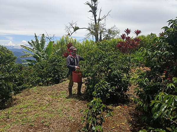 Coffee picking Jardin