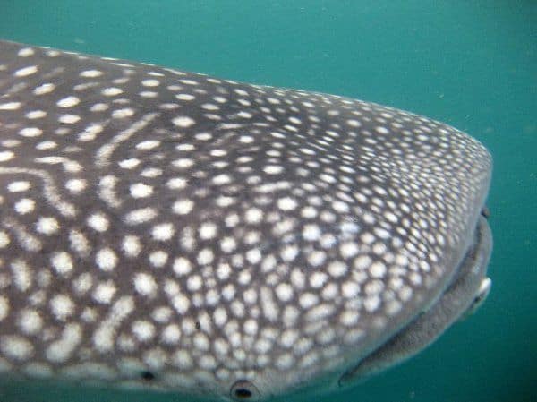 Whale shark Gorgona island Colombia