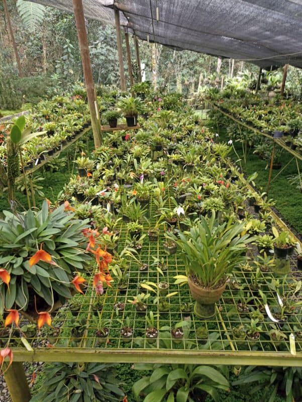Orchid Garden in La Ceja, Antioquia