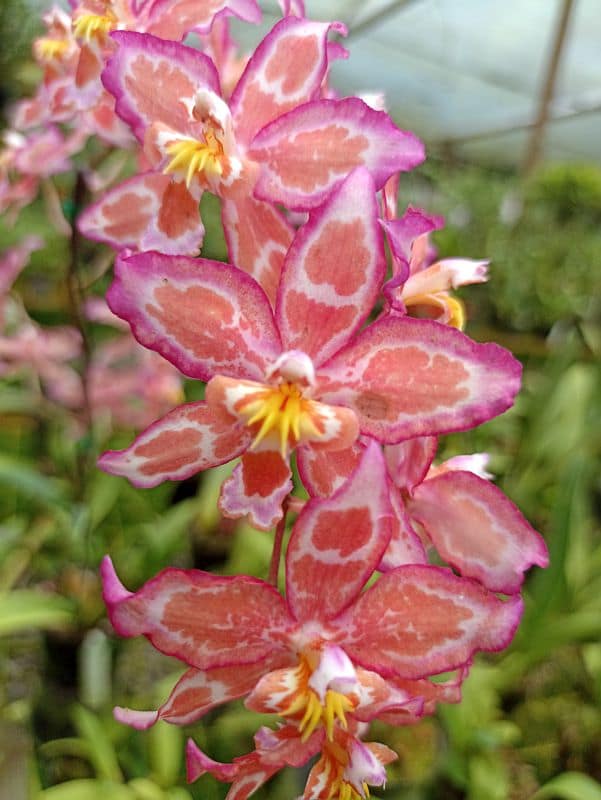 Colombia has the most orchid species in the world