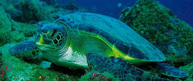 Green turtle in Gorgona island Colombia