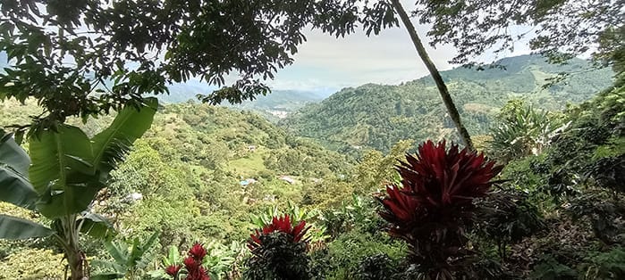 Outlook from tropical forest