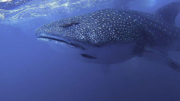 Diving with Whale Sharks in Bahia Solano