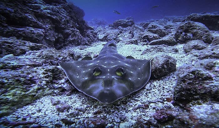 Guitar Shark in the Colombia Pacific