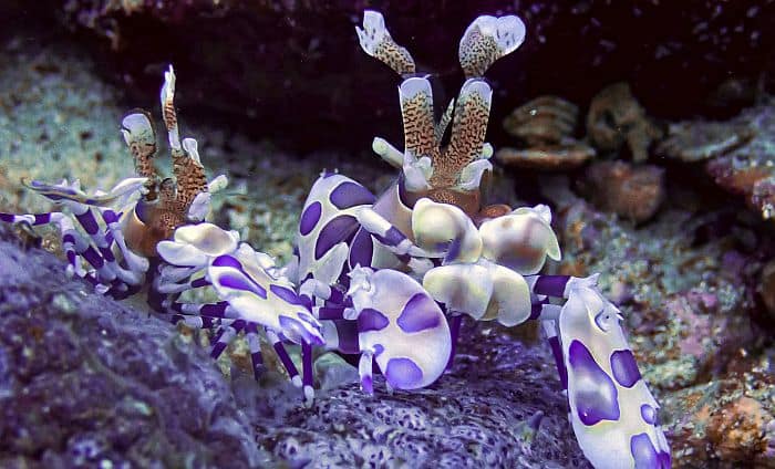 Harlekin Shrimp in Bahia Solano