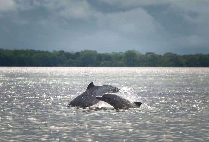dolphines at the tarapota lake colombian amazon region