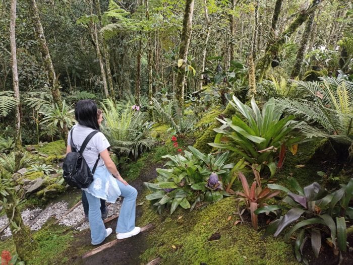 Day excursion to the orchid gardens at La Ceja Antioquia