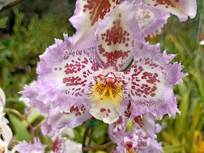 Where to find Orchids in Colombia?