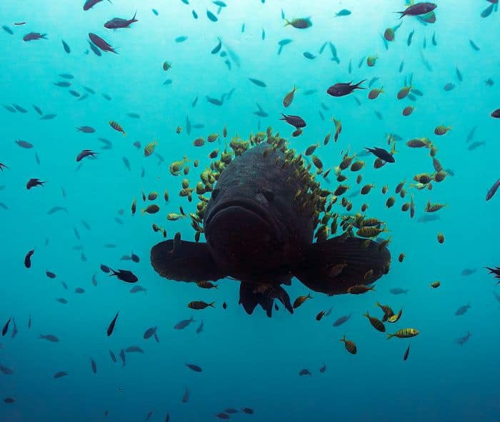 Giant Pacific Grouper in Bahia Solano