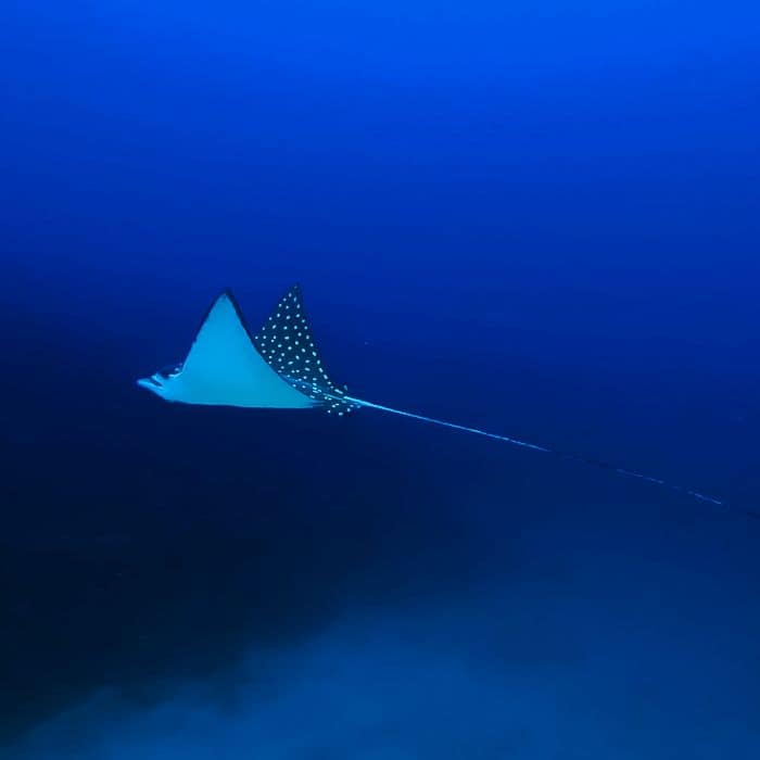 Eagle ray while Scuba Diving in Bahia Solano Colombia