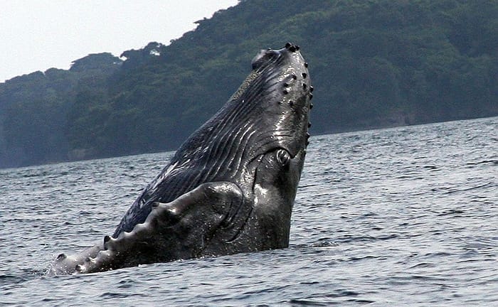 Whale watching Colombian Pacific