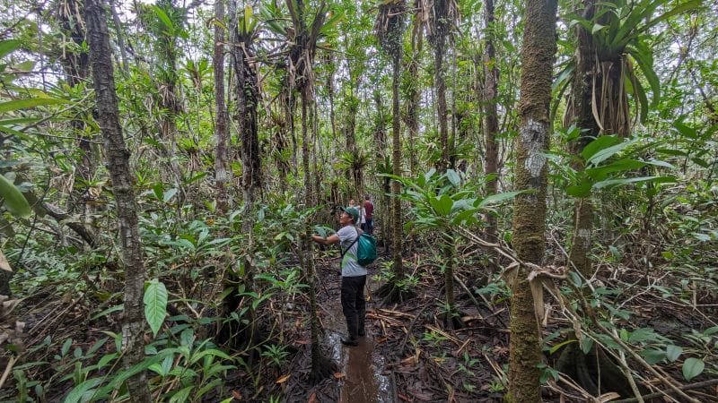 Mangrove forests in Bahia Solano Colombia