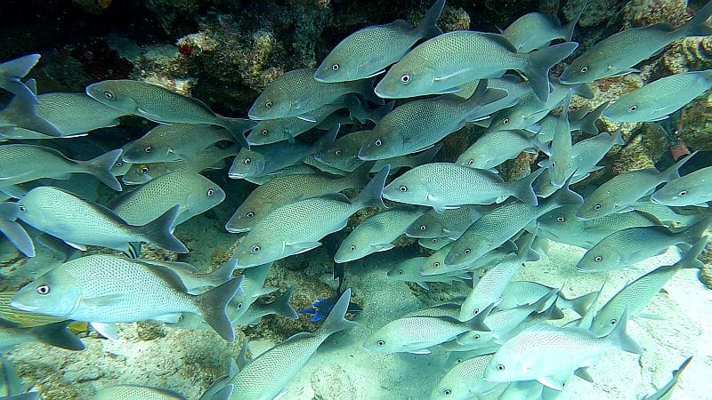 Snappers diving Providencia Colombia
