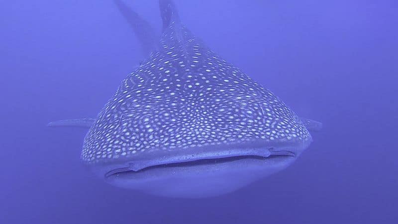Encounter with big Whale shark underwater