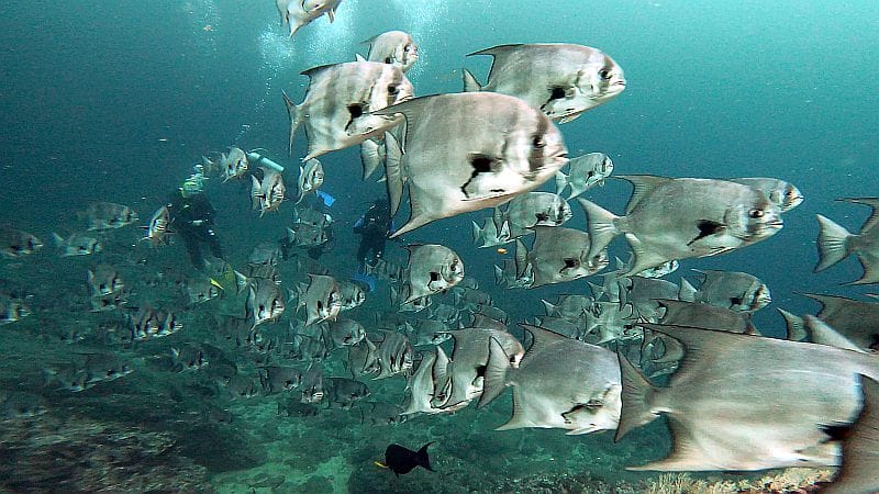 Humpback Whale Watching in Bahia Solano