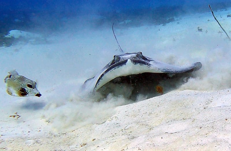 Diving with Stingrays in Providence island Colombian Caribbean
