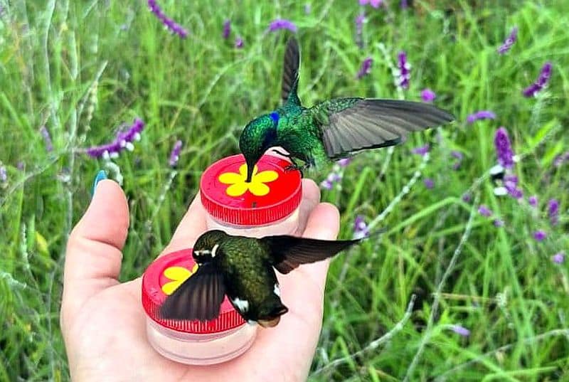 Best hummingbird place in Colombia