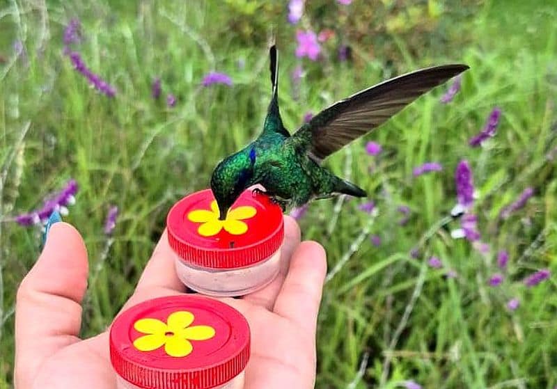Hummingbird eating in Guarne Antioquia