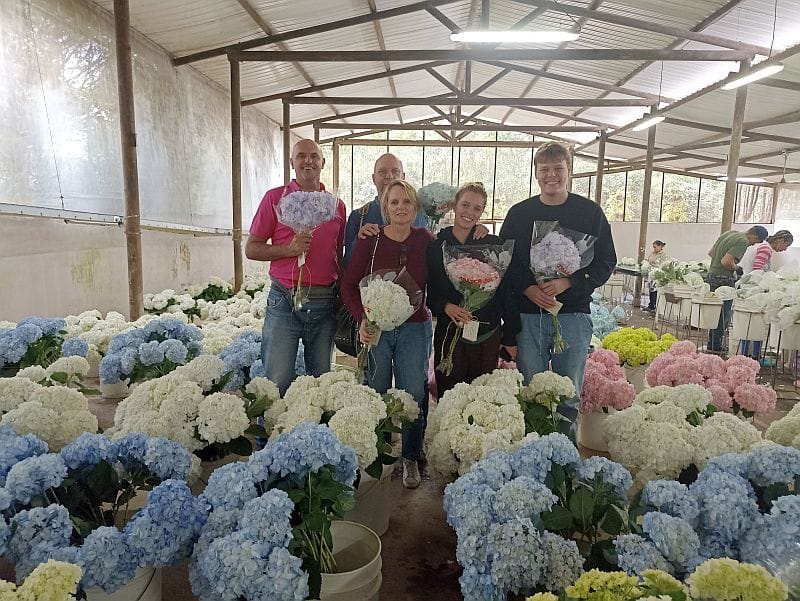 Hydrangea farm at la Ceja Antioquia