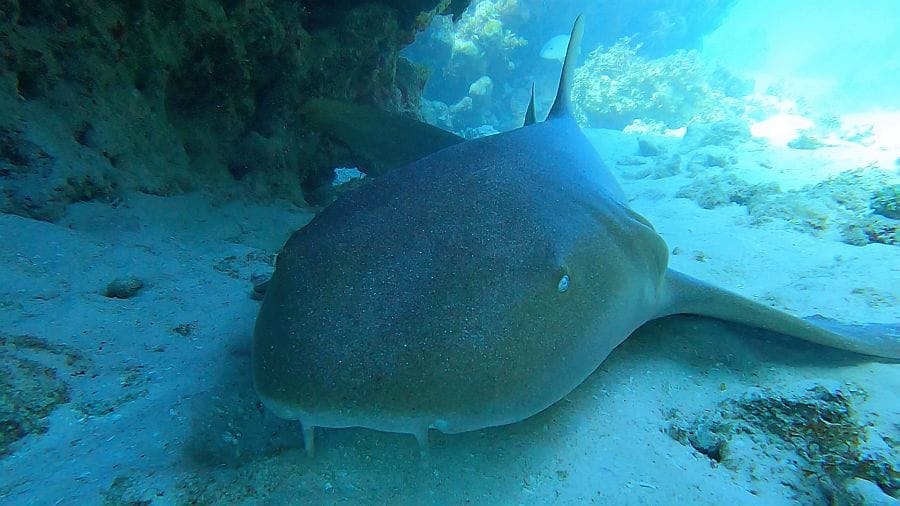 Nurse shark in Providence island Colombia