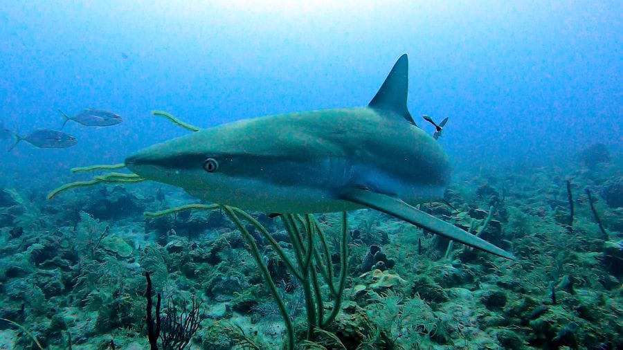 Caribbean Reefshark close encounter Providencia
